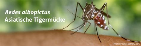 Asiatische Tigermücke Aedes Albopictus Biogents Ag