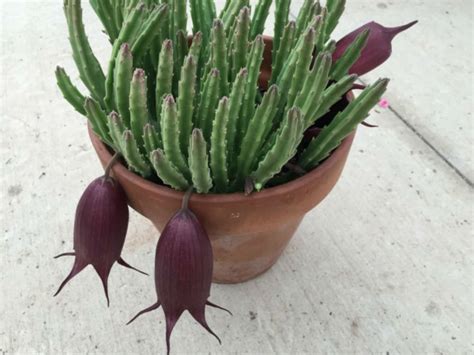 Remove the lower leaves, leaving top leaves and 1 or more bare leaf nodes. Stapelia leendertziae - Black Bells | World of Succulents
