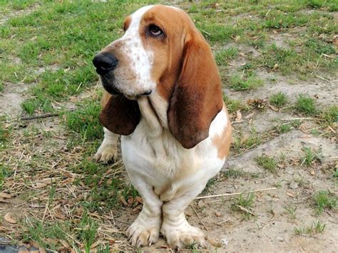 So what happens when those characters collide? hello you there :) check out this pup stance | Basset hound beagle, Basset hound, Beagle mix puppies