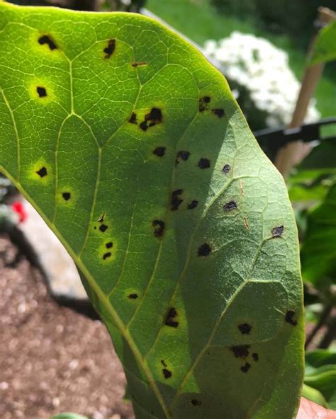 12 Most Common Magnolia Tree Diseases With Images World Of Garden Plants