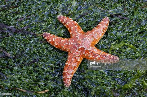 Ochre Sea Star On Green Algae Stock Photo Getty Images