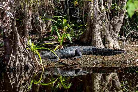 Do Alligators Have Predators Swamp Fever