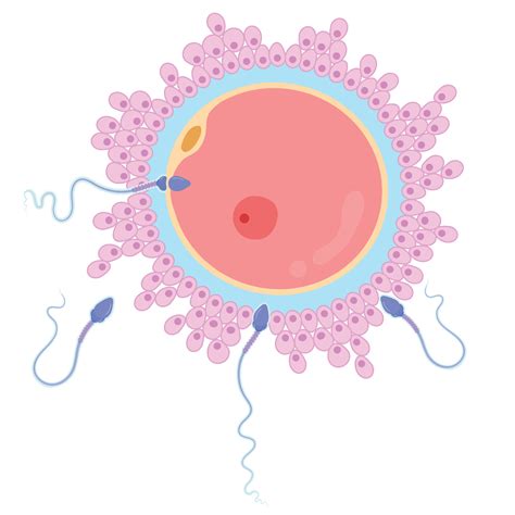 fecundación óvulos y espermatozoides humanos 6715299 Vector en Vecteezy
