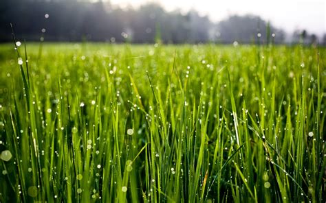 Grass Morning Dew Wallpaper 2560x1600 30464