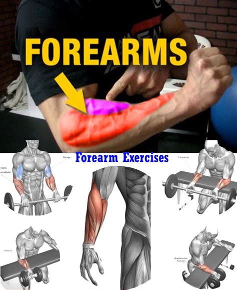 Exercises Forearms Forearm Workout Shoulder Workout Best Forearm