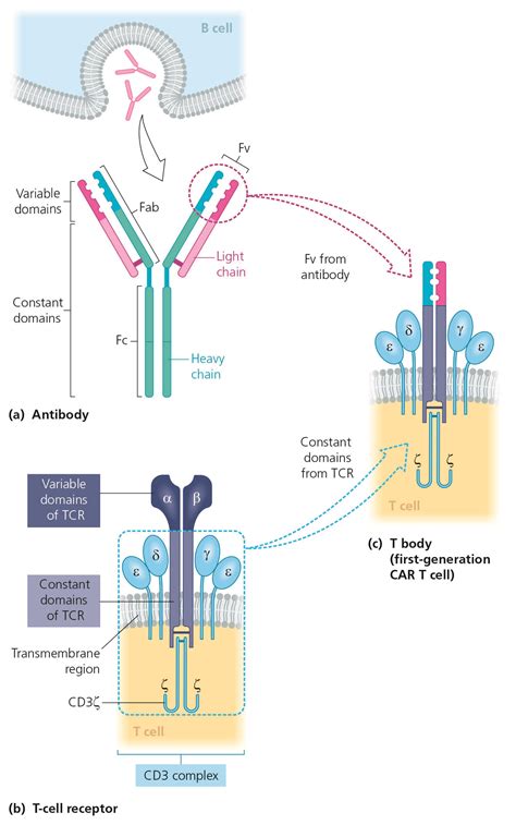 Structure Of Car T Cells Leukaemia Care E Learning