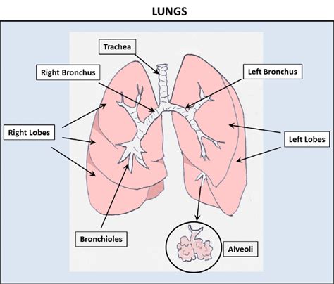 1 Schematic Representation Of The Lung The Lung Is Composed Of Five