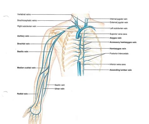 Origin And Branches Veins Of The Thorax And Upper Limb Diagram Quizlet