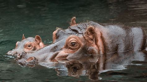 When it comes to human babies, the rapid breathing is due to the incapability of their lungs to hold a lot of oxygen. Hippo | San Diego Zoo Animals & Plants