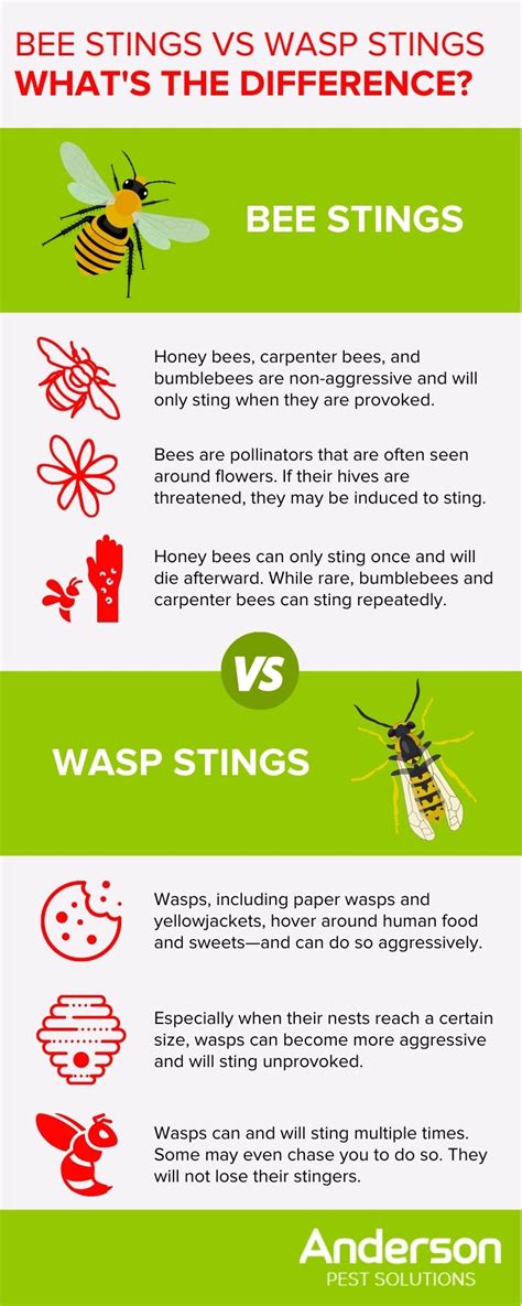Bee Stings Vs Wasp Stings What S The Difference Illinois And Indiana