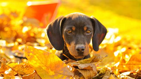 9 Spunky Facts About Dachshunds | Mental Floss