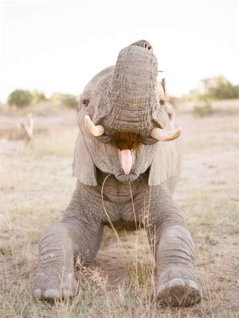 Laughing Elephant 😂🐘🤣 Elephant Dasie Elephant Lover African Elephant