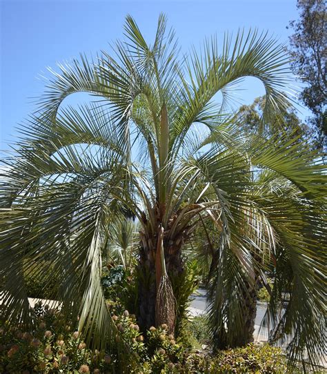 Jelly Palm - Santa Barbara Beautiful