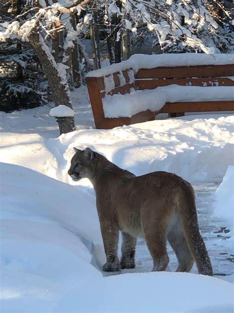 Cougar Sightings Aplenty In The Foothills Local