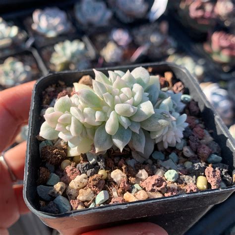 Echeveria Prolifica Variegated ‘little Rose 子持白莲锦 粉蔓锦 Succulents Delight