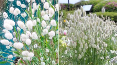 White Bunny Tail Grass Laurus Ovatus Perennial Ornamental 1 Live Plant