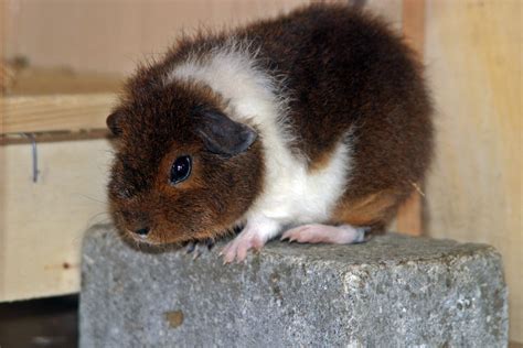 Free Images Pet Young Fluffy Mammal Rodent Fauna Guinea Pig