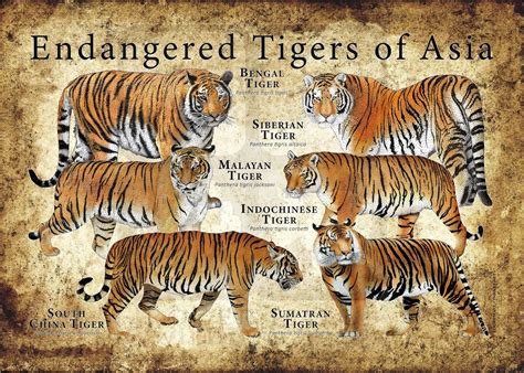 Endangered Tigers Of Asia Poster Etsy Endangered Tigers Tiger
