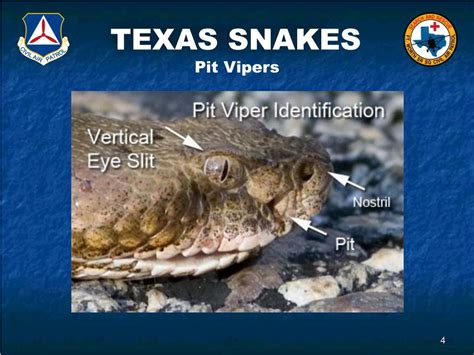 Ppt Texas Snakes Powerpoint Presentation Free Download Id5009796