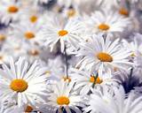 Beautiful White Flowers Photos