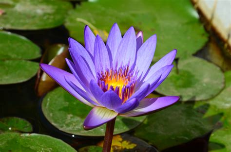 Listen live to radio boise Stunning gorgeous Water Lily Flowers free image