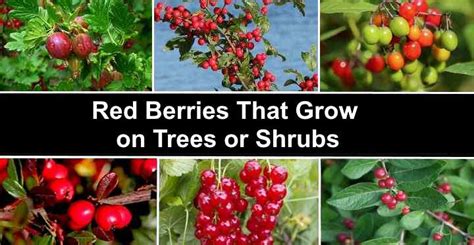 36 Shrubs With Red Berries Identification Guide With Pictures