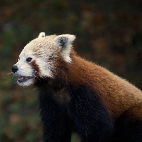 Red Panda Or Firefox Dudley Zoo The Animal That Gave Its Flickr