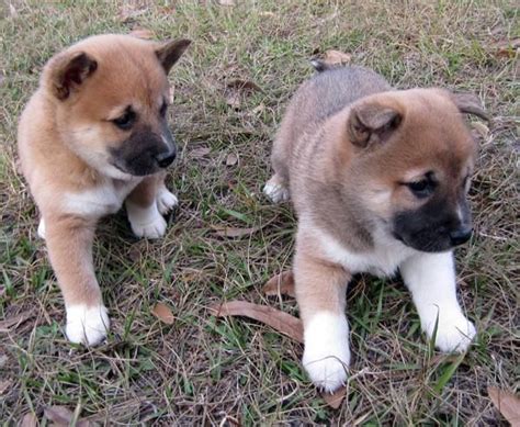 Take a look at our shiba inu puppies for sale & adopt your own today! Shiba Inu Puppies For Sale | Los Angeles, CA #91817