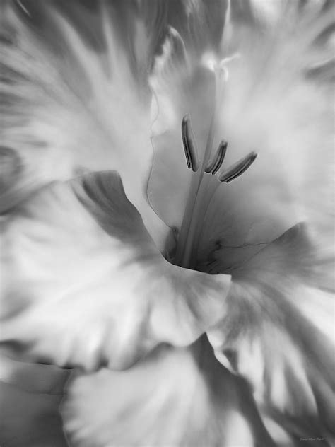 Soft Silver Gladiola Flower Photograph By Jennie Marie Schell Fine