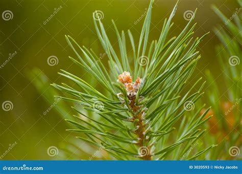 Pine Branch Macro Stock Image Image Of Needles Natural 3020593