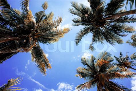 Palm Tree At Sunlight In Summer Stock Image Colourbox