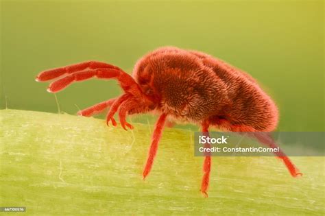 Extreme Magnification Red Velvet Mite Trombidiidae Stock Photo