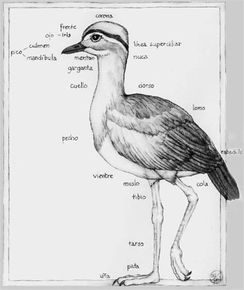 Anatomía De Las Aves