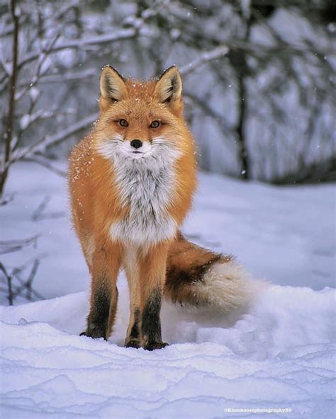 What Is A Female Fox Called Learn About Nature