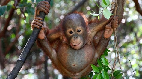 Baby Orangutans Photos Orangutan Rescue National Geographic Channel