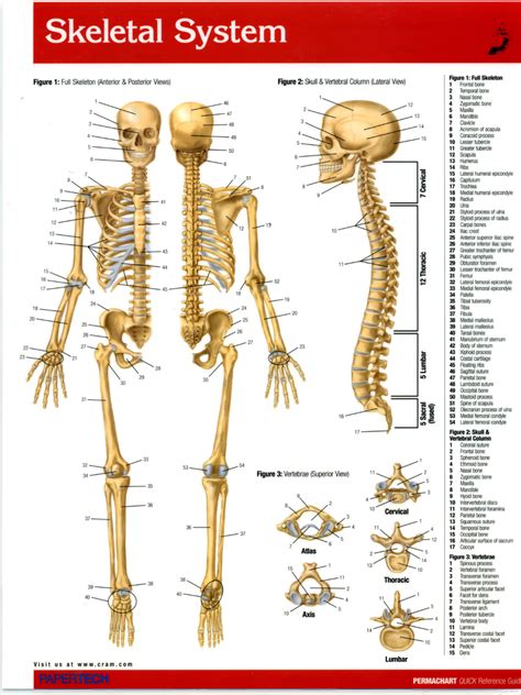 Individual Bone Anatomy