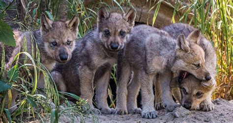 Gray Wolf Pups Seen In Colorado For The First Time In 80 Years