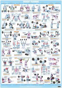 Buy Laminated Dumbbell Exercise Poster Chart Shoulders And Arms Created