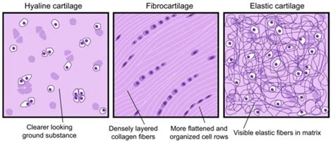 Fibrocartilage Definition And Examples Biology Online Dictionary