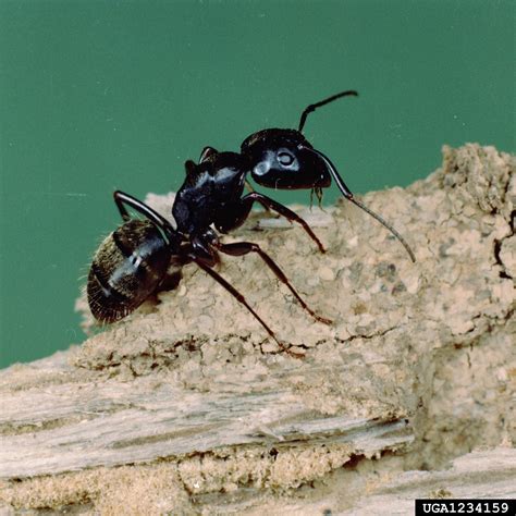 Black Carpenter Ant Camponotus Pennsylvanicus