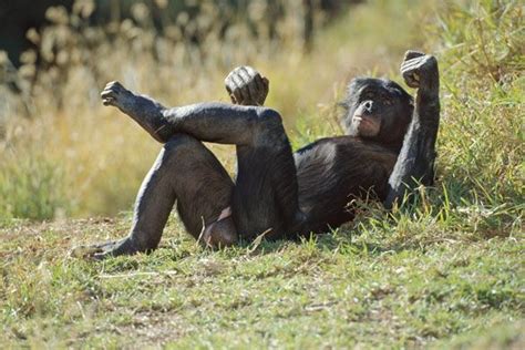 In Pictures Bonobos Our Endangered Cousins In The Heart Of The