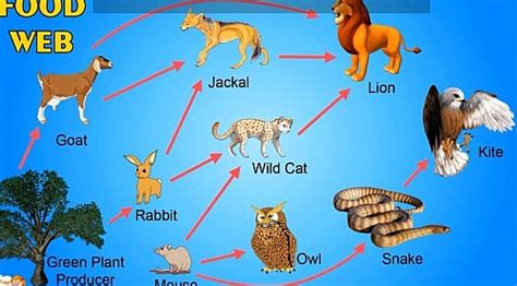 Food web is a connection of multiple food chains. What Is Food Web Definition - Food Ideas