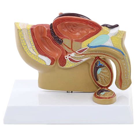 Buy Nipyusen Genital Organ Model Mini Male Pelvic Sagittal Anatomy Model For Showing The