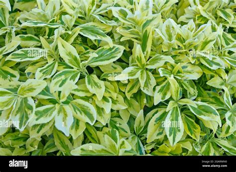 Close Up Of Unfolding Early Spring White And Green Variegated Foliage