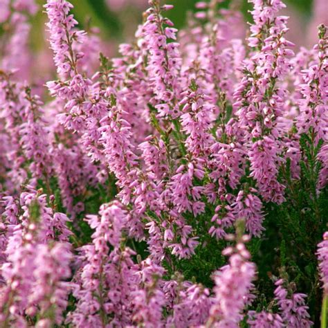 Common Heather Tips To Care For Calluna Vulgaris In The Best Possible Way