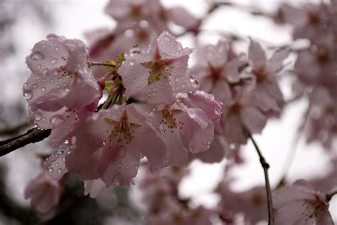 Cherry Blossoms In The Rain Photograph By Christopher Harber