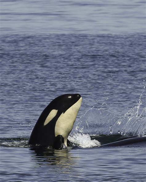 18 Photos Of Orca Calfs Frolicking Around The Pacific Northwest Daily Hive Vancouver