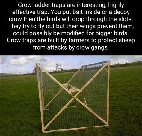 Crow Ladder Traps Are Interesting Highly Effective Trap You Put Bait