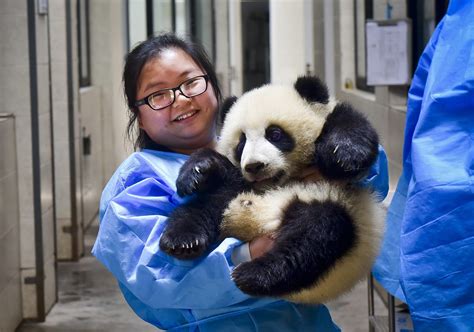 Panda Keeper The Luckiest ‘nanny In The World Cgtn