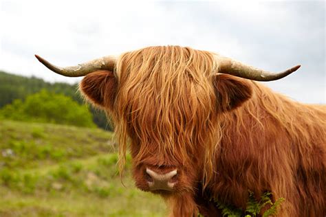 Best Highland Cow Face Stock Photos Pictures And Royalty Free Images